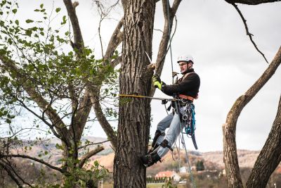 Tree Trimming Insurance in Sparks, NV by John Drakulich Insurance Agency